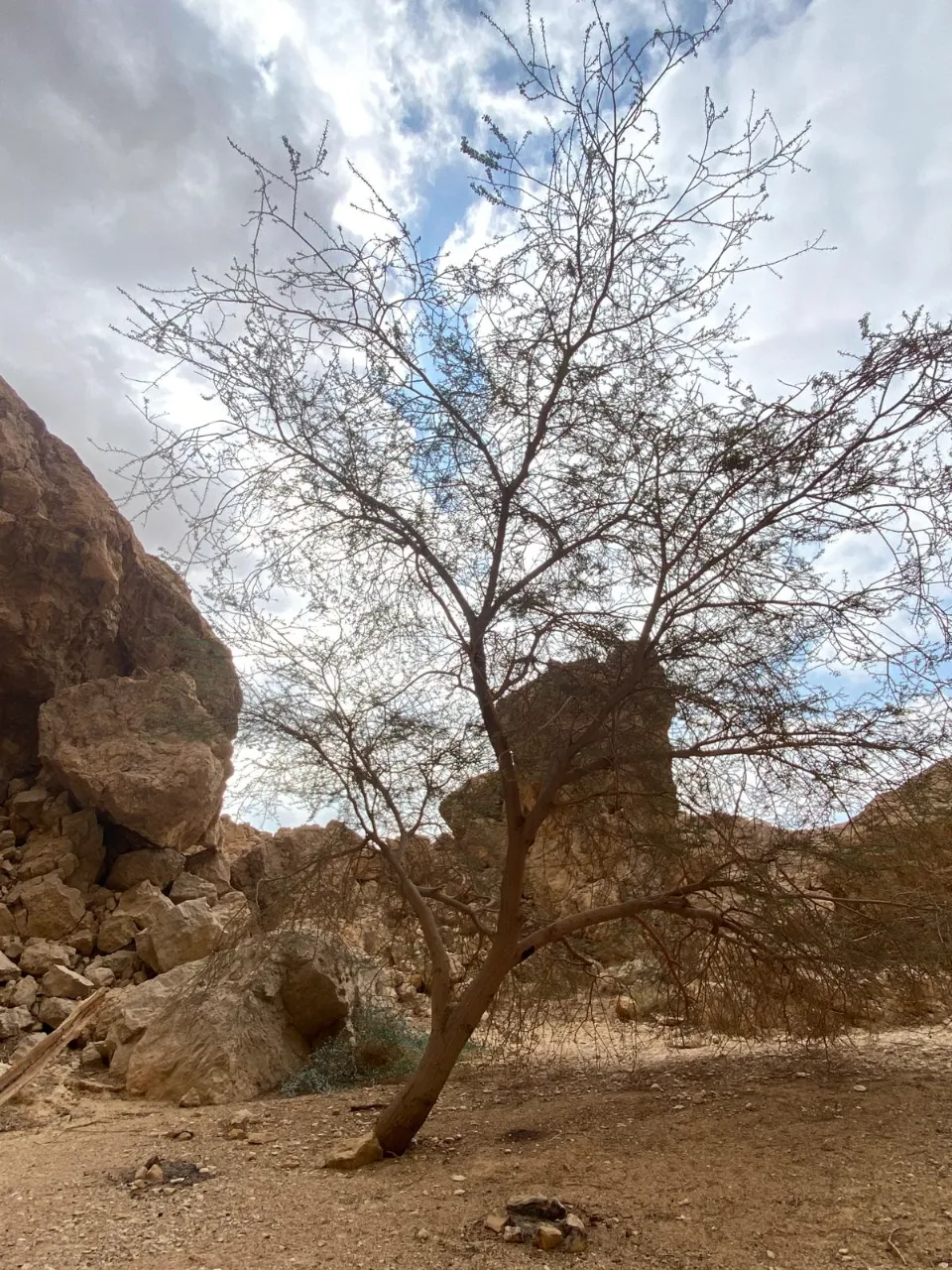 עץ במדבר